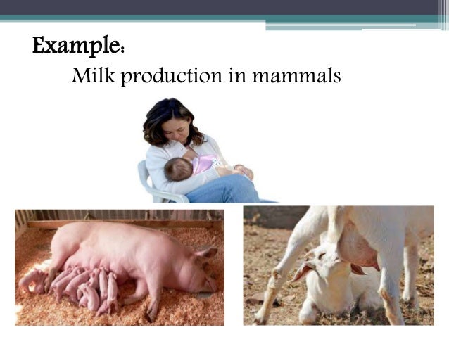 sex influenced traits in cows Women swallowing cock